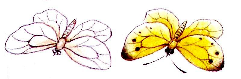 Le papillon en peinture chinoise gongbi, 2