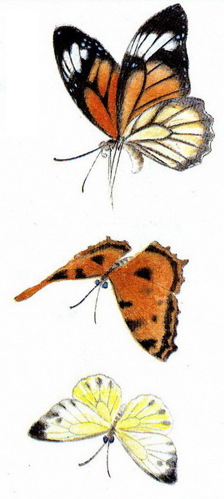 Le papillon en peinture chinoise gongbi, 3