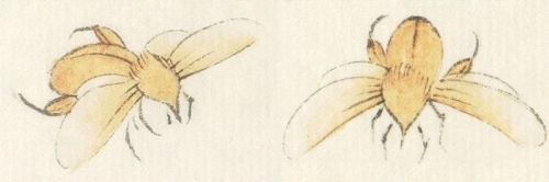 Les abeilles en peinture chinoise gongbi, étape 1