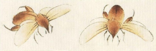 Les abeilles en peinture chinoise gongbi, étape 2