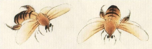 Les abeilles en peinture chinoise gongbi, étape 3