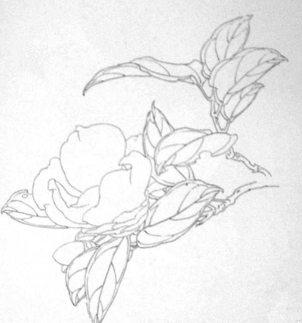 Le camellia en peinture chinoise gongbi, étape 1