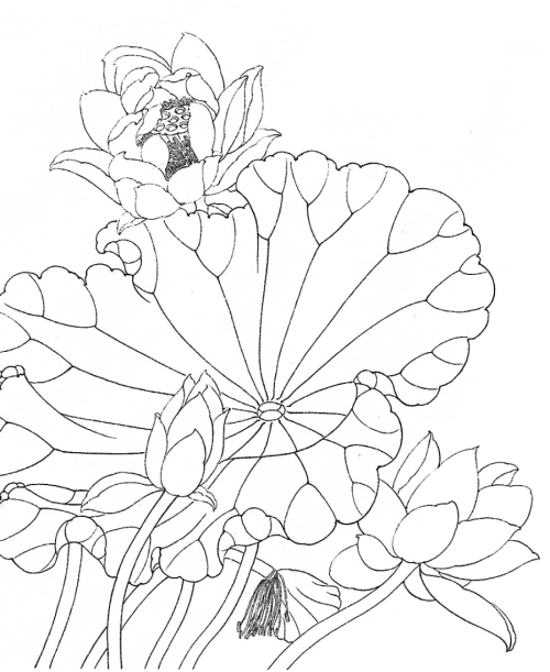 Le lotus en peinture chinoise gongbi, étape 1