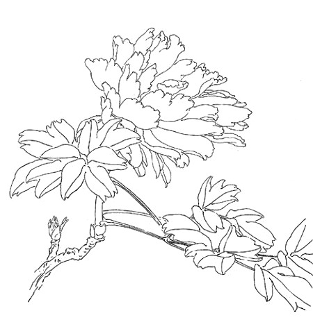Le pivoine en peinture chinoise gongbi étape 1