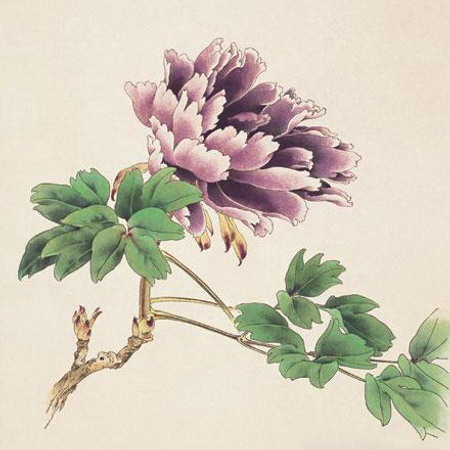Le pivoine en peinture chinoise gongbi étape 3