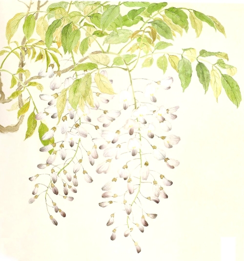 Les glycines en peinture chinoise mogu, étape 4