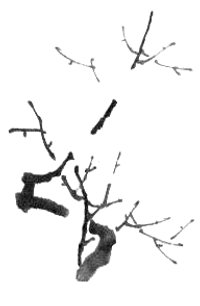 Les fleurs de prunier en peinture chinoise xieyi, étape 2