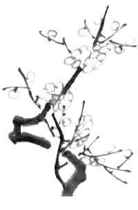 Les fleurs de prunier en peinture chinoise xieyi, étape 3