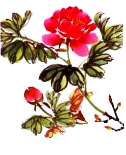 Le pivoine en peinture chinoise xieyi, étape 3