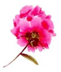 Le pivoine en peinture chinoise xieyi, la fleur vue de dessous