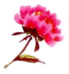 Le pivoine en peinture chinoise xieyi, la fleur vue de côté