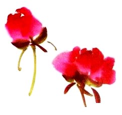 Le pivoine en peinture chinoise xieyi, le bouton 2