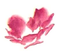 Le pivoine en peinture chinoise xieyi, la fleur étape 1