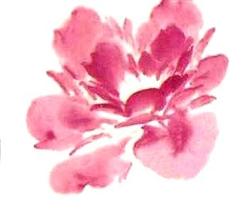 Le pivoine en peinture chinoise xieyi, la fleur étape 2