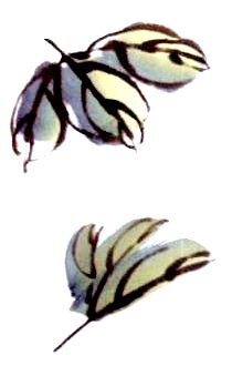 Le pivoine en peinture chinoise xieyi, la feuille 1