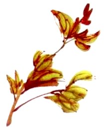 Le pivoine en peinture chinoise xieyi, la feuille 2