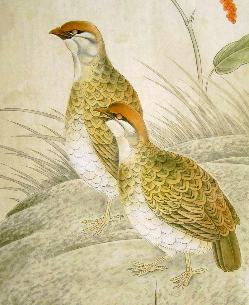 La caille en peinture chinoise gongbi, étape 3