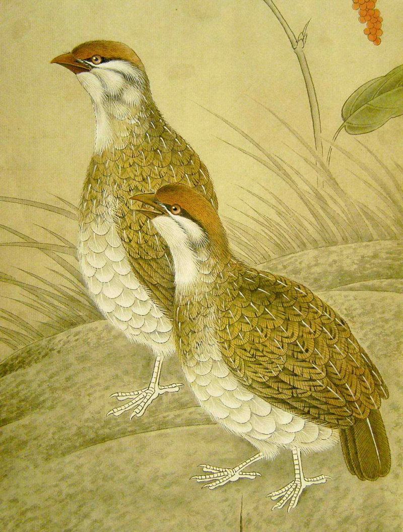 La caille en peinture chinoise gongbi, étape 4