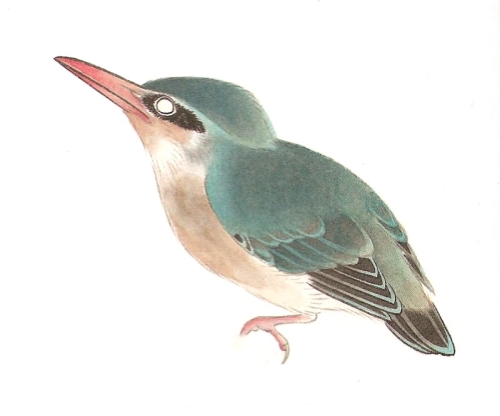 Le martin pêcheur en peinture chinoise gongbi, étape 3