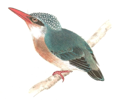 Le martin pêcheur en peinture chinoise gongbi, étape 4