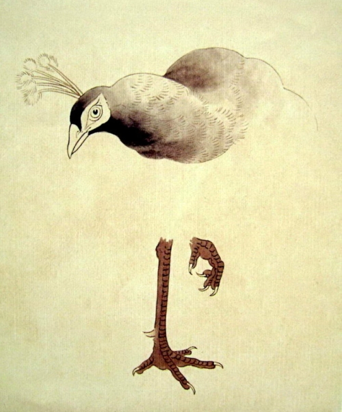 Le paon en peinture chinoise gongbi, étape 1