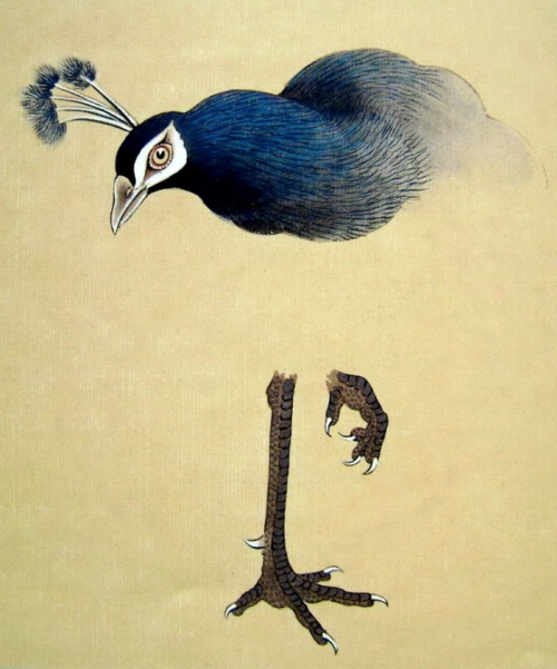 Le paon en peinture chinoise gongbi, étape 3