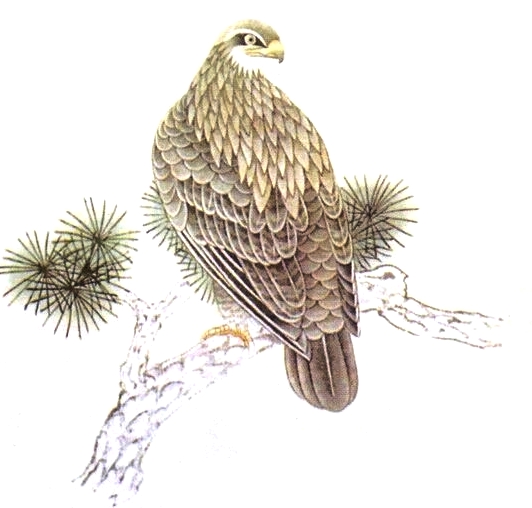 L'aigle en peinture chinoise gongbi, étape 3