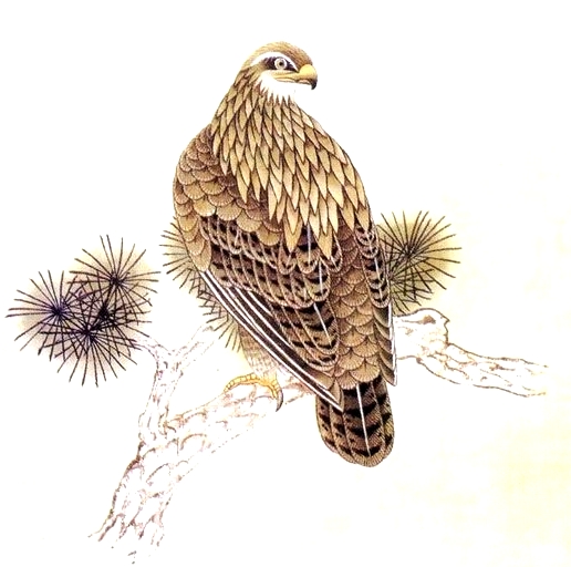 L'aigle en peinture chinoise gongbi, étape 4