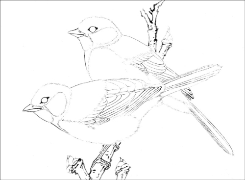 La mésange en peinture chinoise gongbi, étape 1