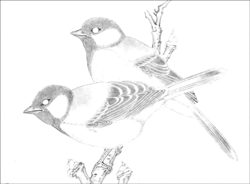 La mésange en peinture chinoise gongbi, étape 2