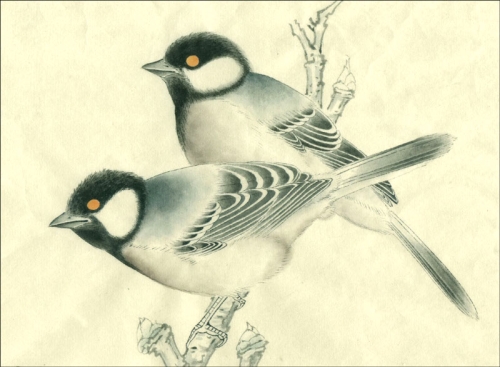 La mésange en peinture chinoise gongbi, étape 3