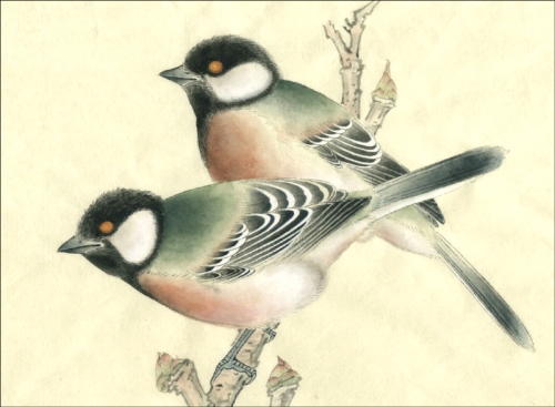 La mésange en peinture chinoise gongbi, étape 4