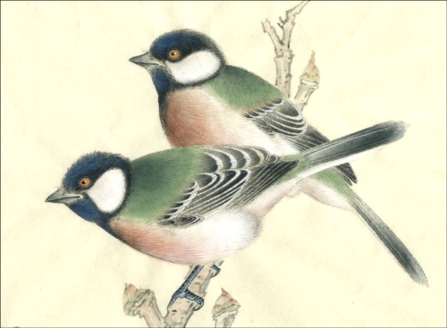 La mésange en peinture chinoise gongbi, étape 5