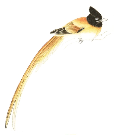 La perruche calopsitte en peinture chinoise gongbi, étape 3