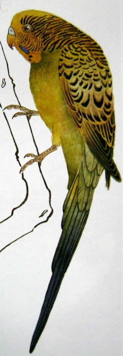 La perruche en peinture chinoise gongbi, étape 3