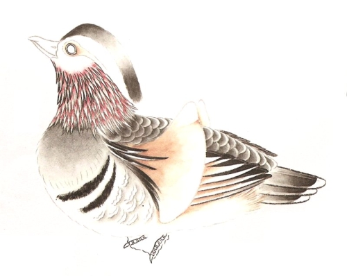 Le canard mandarin en peinture chinoise gongbi, étape 2