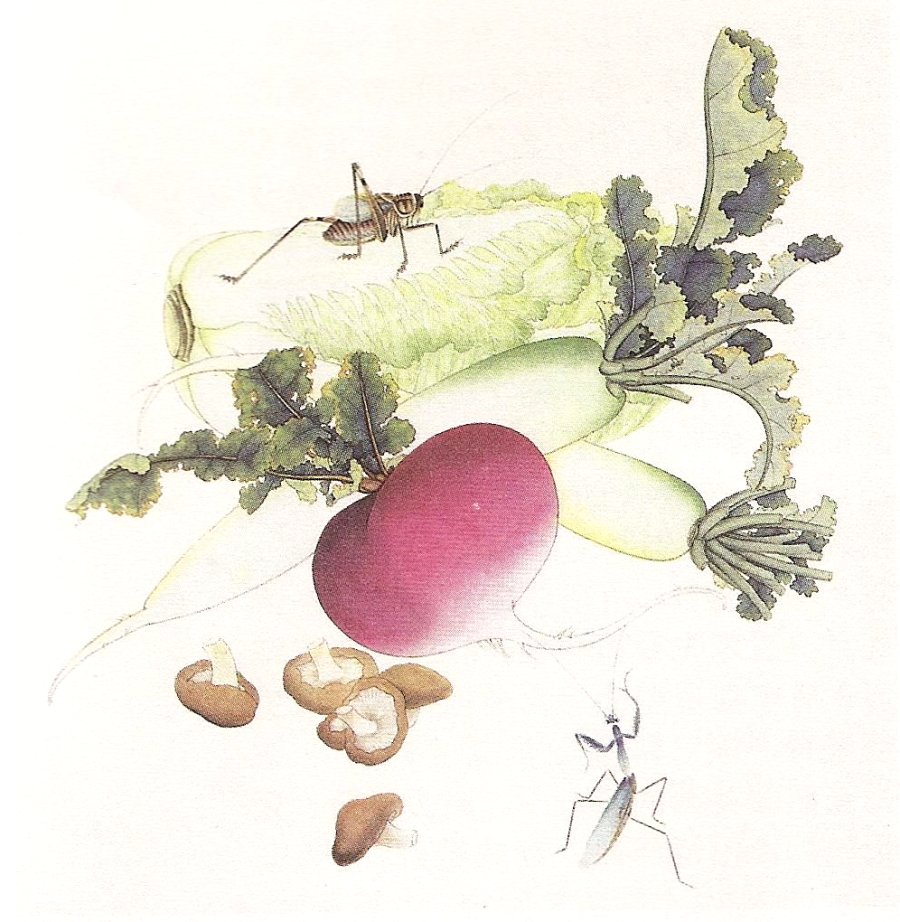 Les chous chinois, les navets et les champignons en peinture chinoise gongbi, étape 4