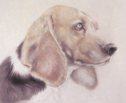 Le chien en peinture chinoise gongbi, étape 2.