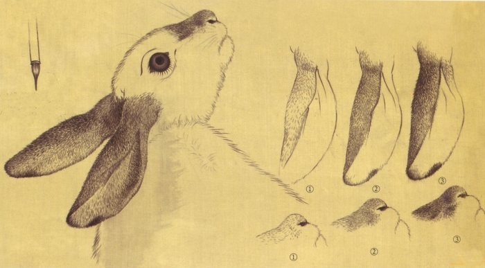 Les poils des animaux en peinture chinoise xieyi, modèle 4.