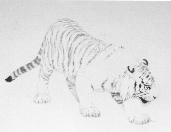 Le tigre en peinture chinoise gongbi, étape 1.