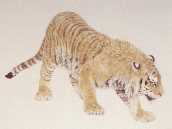 Le tigre en peinture chinoise gongbi, étape 2.