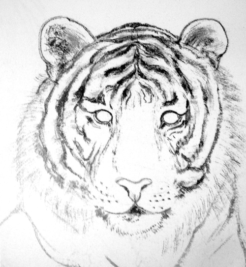 La tête du tigre en peinture chinoise xieyi, étape 2.